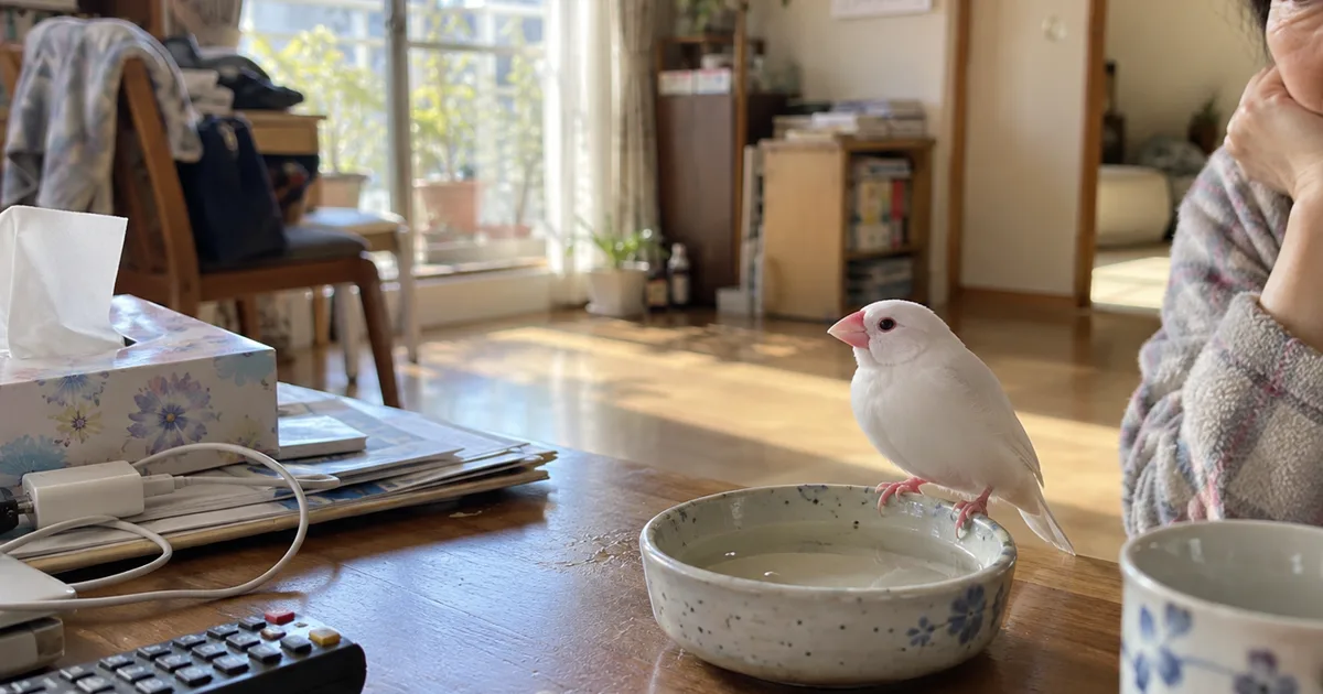 テーブルの水入れのふちにとまる白文鳥