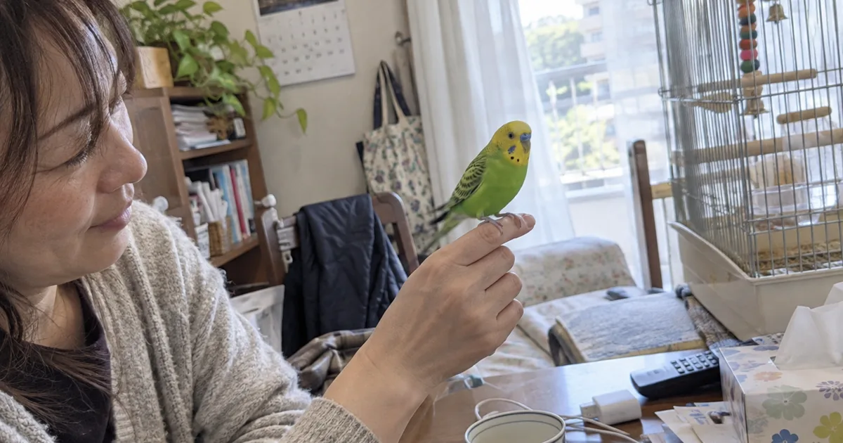 指にとまるセキセイインコ