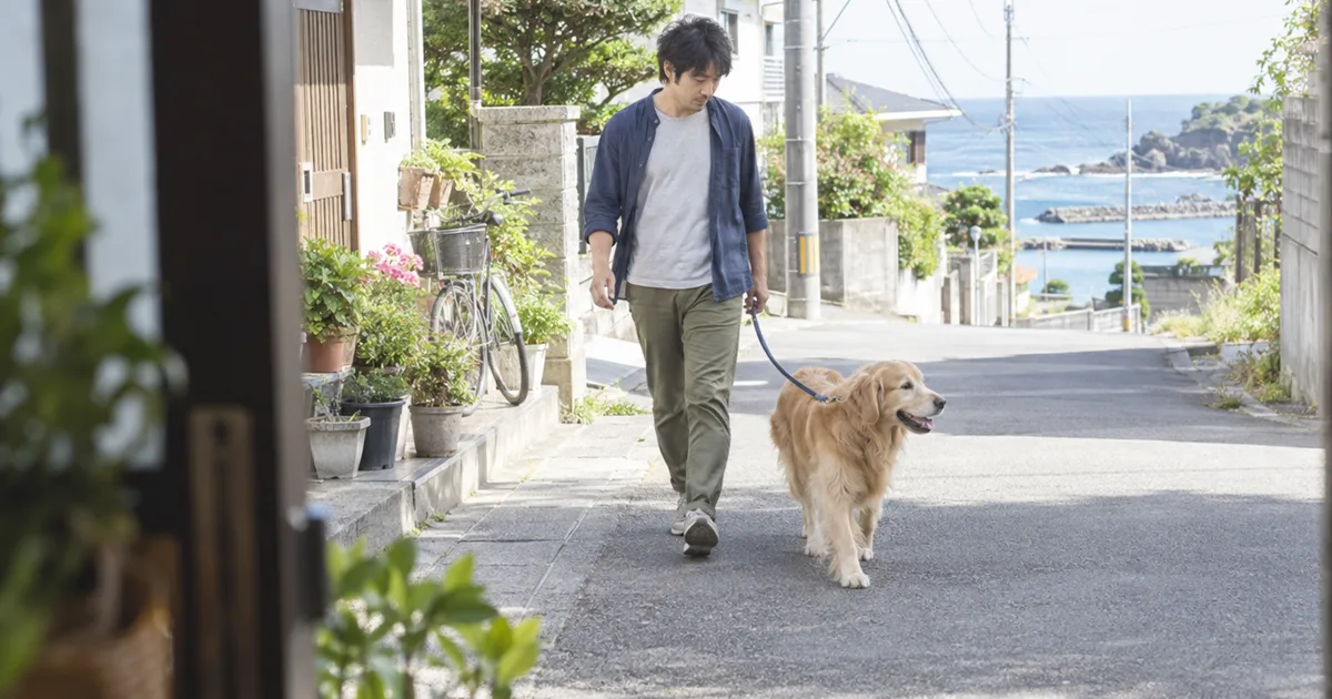 住宅街をゴールデンレトリバーと散歩する30代の男性